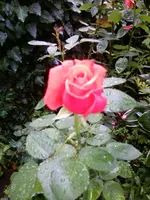 Foto0409.webp