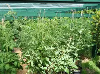 Tomaten 15. Juli 2012(6).webp
