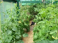 Tomaten 15. Juli 2012(7).webp