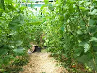 Tomaten 15. Juli 2012(8).webp