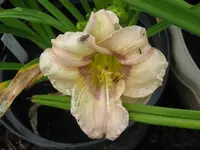IMG_baby blues1_1024x768.webp