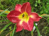 IMG_red volunteer1_1024x768.webp