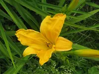 IMG_wisent of wizard_1024x768.webp