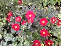 Foto0424.webp