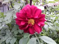 Foto0421.webp