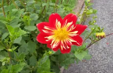 Dahlie.webp