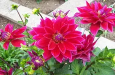 Dahlie 2.webp
