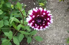 Dahlie 3.webp