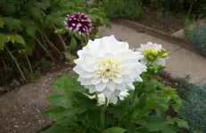 Dahlie 4.webp