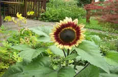 Sonnenblume.webp