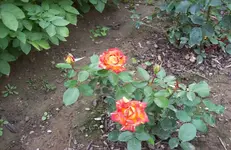 Rose.webp