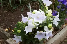Ballonblume.webp