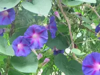 126.webp