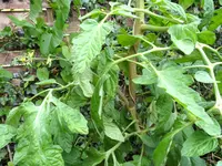 Tomaten 15. Juli 2012(12).webp