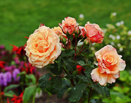 Caramella im Regen_smaller.webp