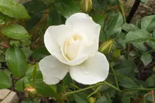 climbing schneewittchen.webp