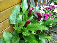 SN854107.webp