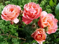 SN854113.webp