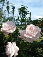 DSC07029.webp