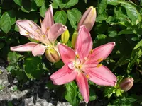 DSC07011.webp