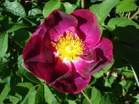 DSC06908.webp