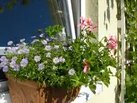 DSC06910.webp