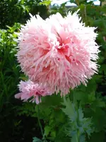 DSC07027.webp