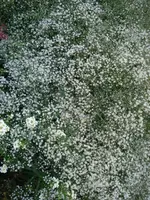 DSC07016.webp