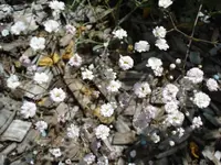 DSC07004.webp