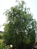 DSC06997.webp