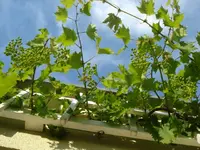 DSC07090.webp