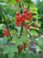 DSC07046.webp