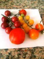 Tomatenernte am 18.7.2012 Ev.Black Cherry hellgelbe Cherry 007.webp