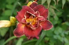 Night Ember Mahagoni.webp
