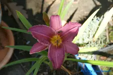 Shaka Bully.webp