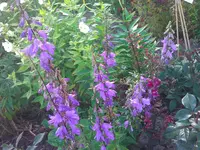 WP_000129.webp