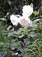 Foto0433.webp