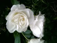 Foto0434.webp