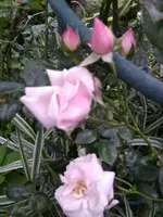 Kletterrose New Dawn.webp