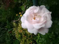 Kletterrose New Dawn (2).webp