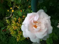 Kletterrose New Dawn (3).webp