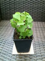 Alabaster Mexikonessel.webp