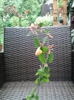 Agastache barberi Firebird.webp