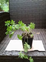 Geranium Album.webp