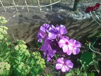 WP_000127.webp