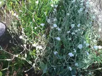WP_000125.webp