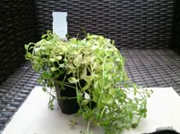Mazus reptans.webp