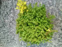 Mauerpfeffer.webp