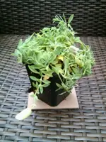 Silene maritima.webp