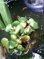 Wasserhyazinthe.webp